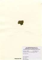 藏品(網球藻)的圖片